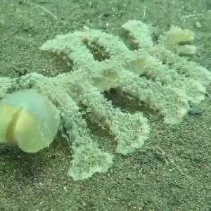 Peniskopfunterwasserstaubsauger