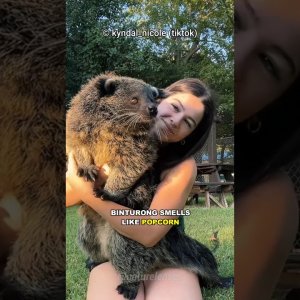 Binturongs