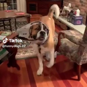 Der Kragen der Schande