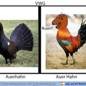 VWG Auerhahn