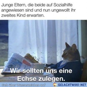 Wahlweise auch 1 Husky, Australian Shepherd oder anderer Modehund