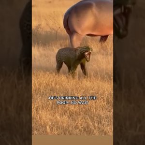 Hippotatamus sprays leopard