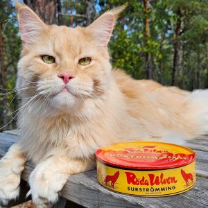 Waldkadse wird Dose Surströmming angebotne.
