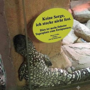 lol der Dschimmi