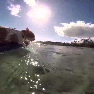Aloha! Einäugige Katze liebt Surfen