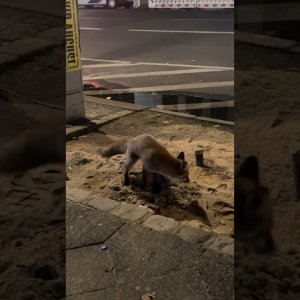 Eine Fuxer in Zulukuzagatin