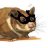 Kein Hamster