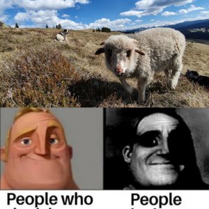 Kleines Schaf, kleines Meme, kleines Trauma