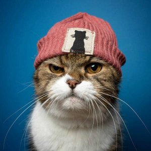 Stay Krass
