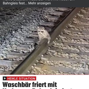Der Arme