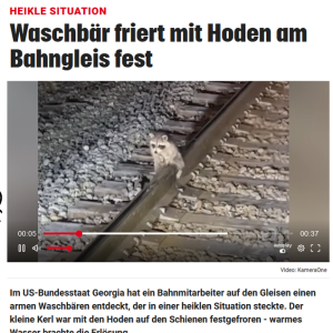 Armer kleiner Raccoon.