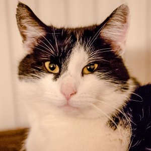 Kater "Minzi" modelt a weng