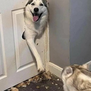Henlo!