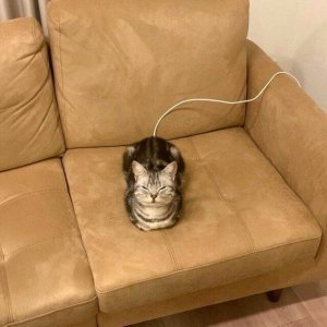 lol die E-Katze