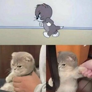 Aggro Cat