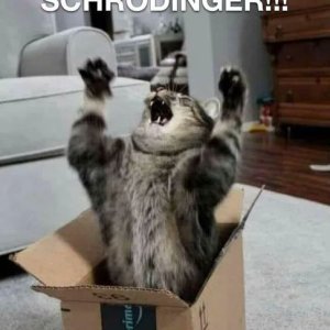 katze im Karton2.jpg