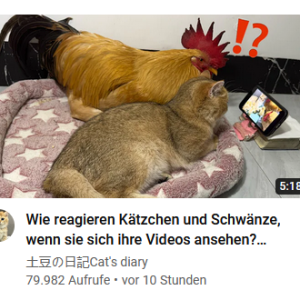 YT Translator