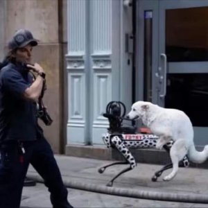 Hundespielzeug