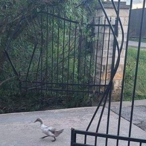 Man nannte meinen Vater Duck Norris.jpg