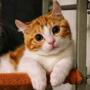Eine Katze wo süß ist xDDDDDD