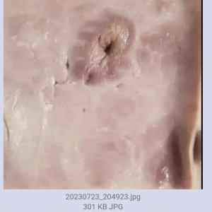 ekelhaaf