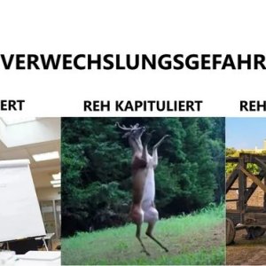 lol das Reh