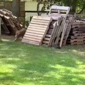 Der Hunt und das Huun
