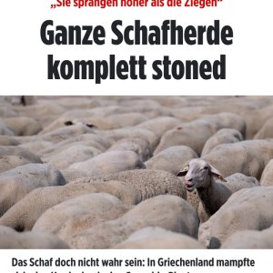 Wie jetzt shaun das Schaf?