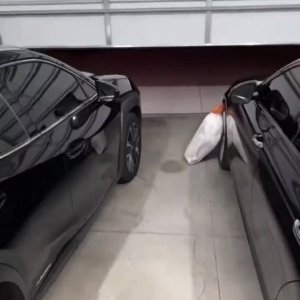 lol der Waschbär