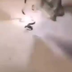 Schlange fangen