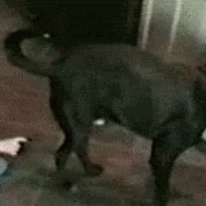 giphy Kopie.gif