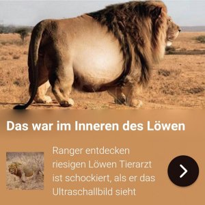 Erstaunliche Entdeckung im Inneren des Löwen