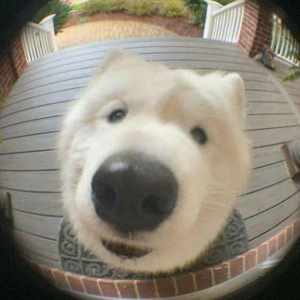 Henlo!