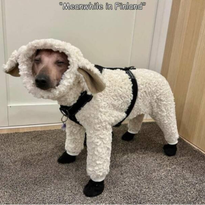 Määähäh