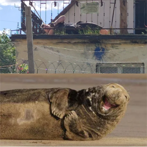 Seekuhlord
