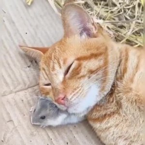 Mittag und Kissen in einem