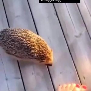 Oh wie süß!