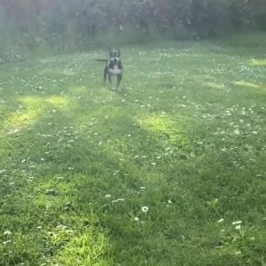Happy dog
