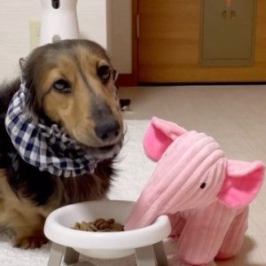 good boi