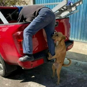 lol der helfende Hund