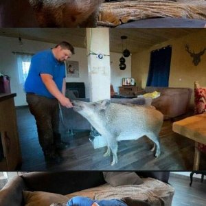 Die geile Sau, die geile