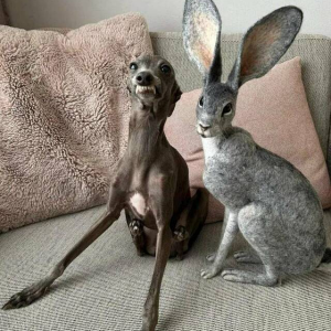 Süß!