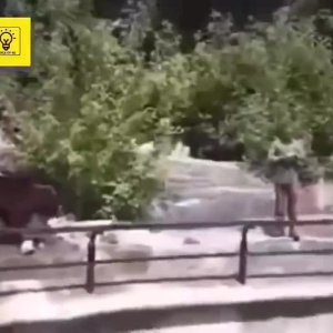 Man vs Bear