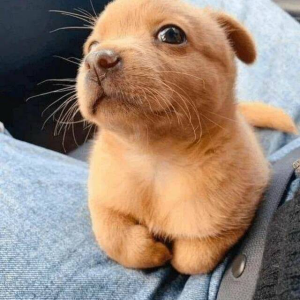 Henlo