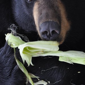 lecker lecker
