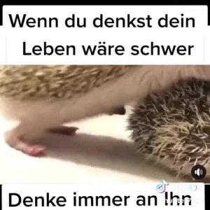 Der Arme
