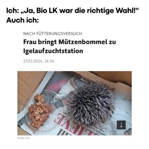 Flauschiger Igel
