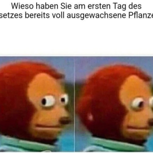 lol die Kiffer