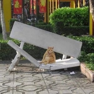 Katze zu schwer