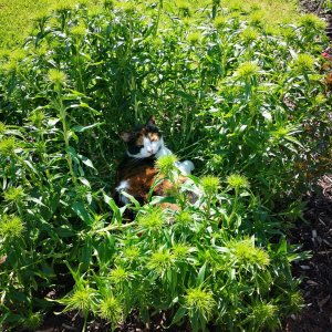 Katzne im Weed